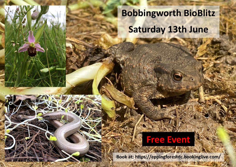 Bobbingworth Bioblitz